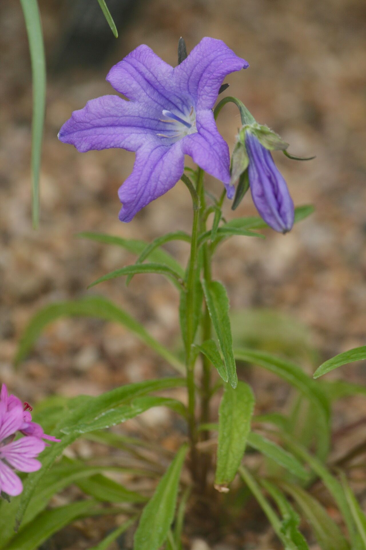 Campanula stevenii — houseplant care guide