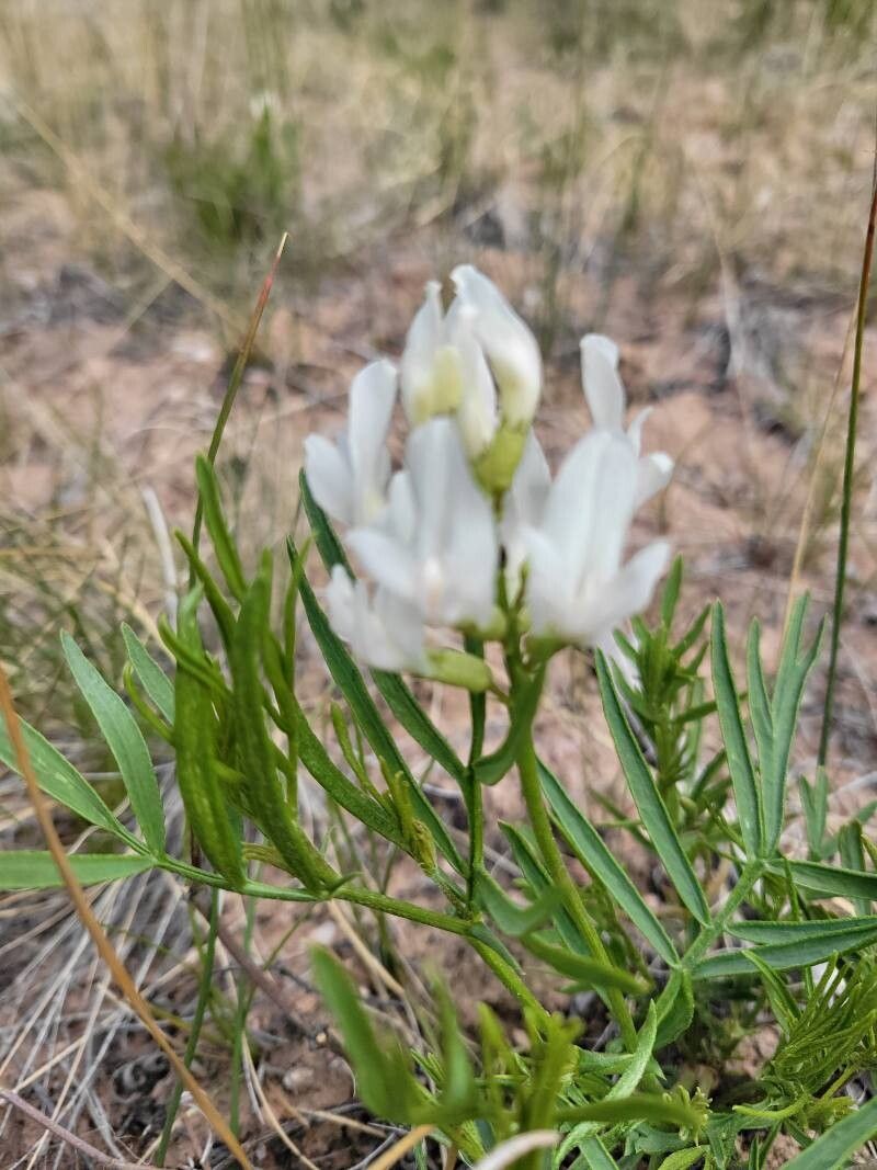 Astragalus tenellus — search result for 'Astragalus'
