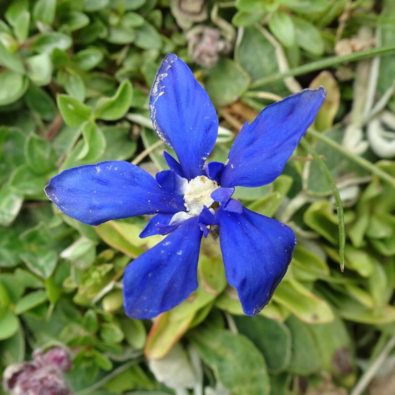 Gentiana verna flower