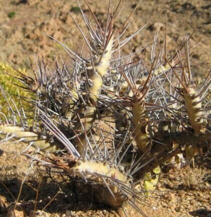 Monsonia lavrani habit