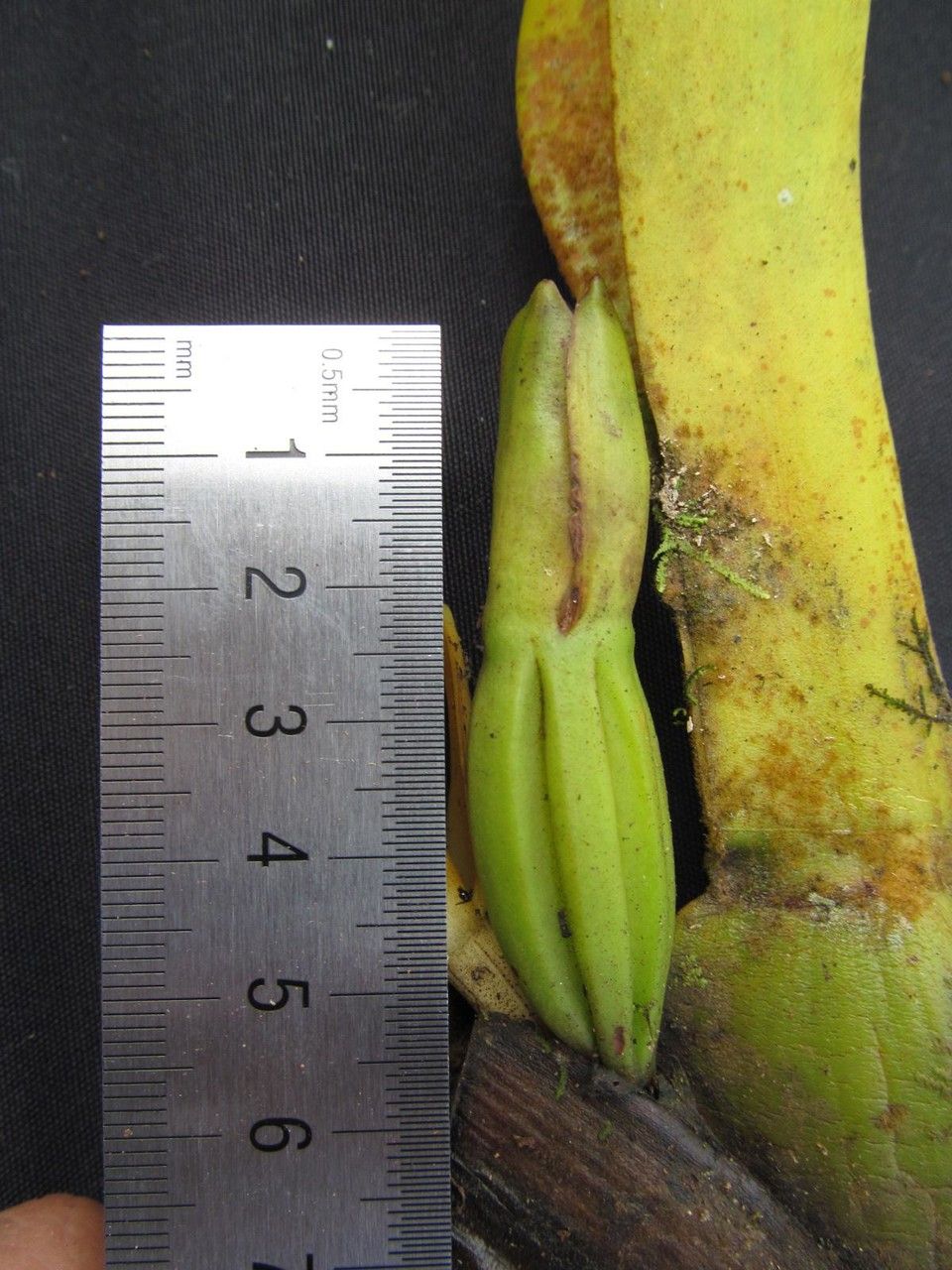 Maxillaria maleolens other