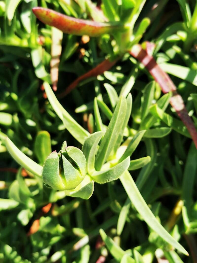 Carpobrotus deliciosus — search result for 'Carpobrotus'