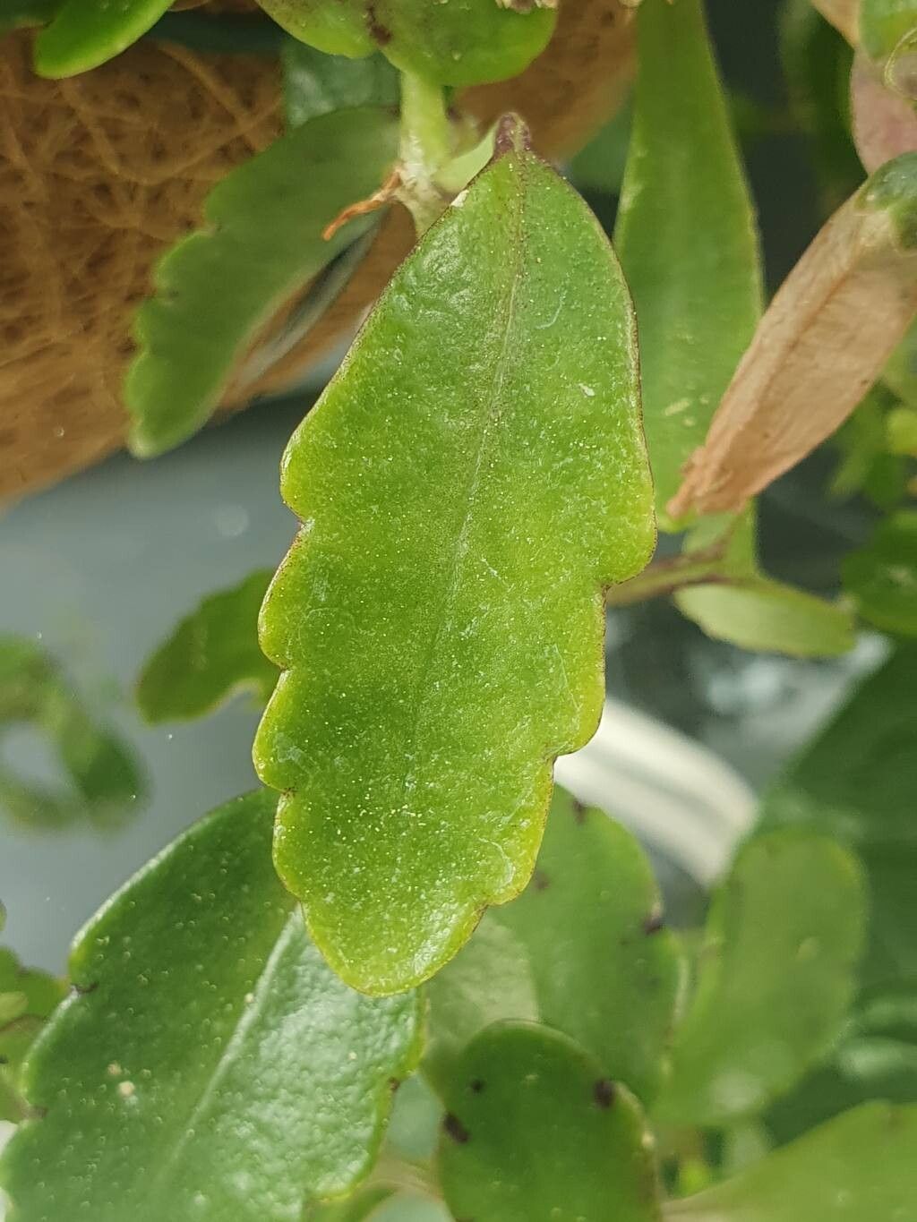 Kalanchoe gracilipes — search result for 'Kalanchoe'