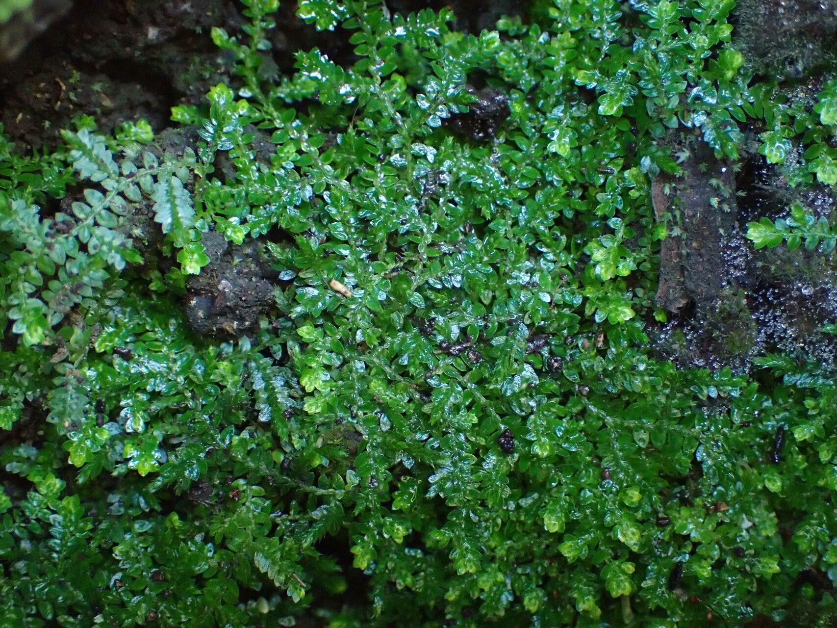 Selaginella rotundifolia habit