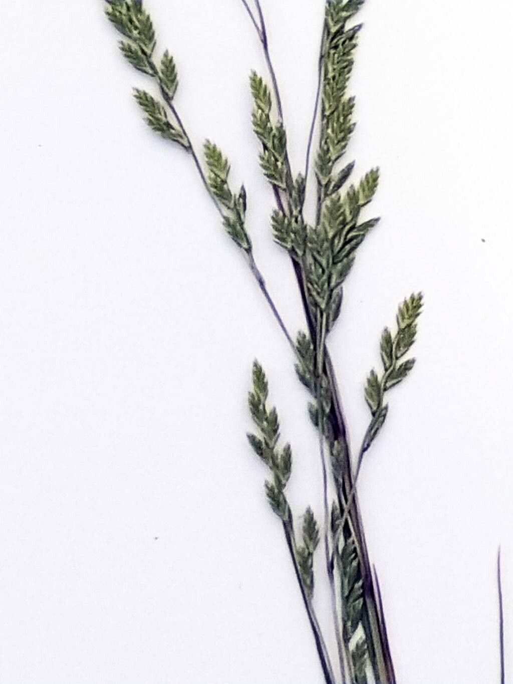 Catapodium hemipoa flower