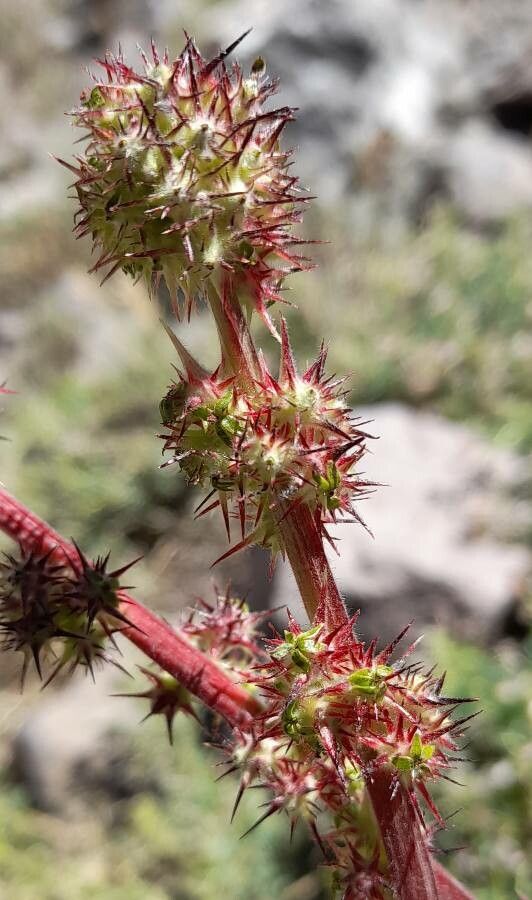 Acaena pinnatifida flower