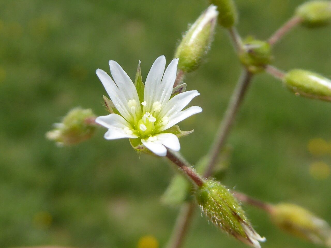 Cerastium pumilum flower