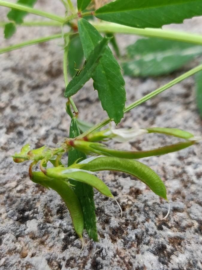 Trigonella esculenta fruit