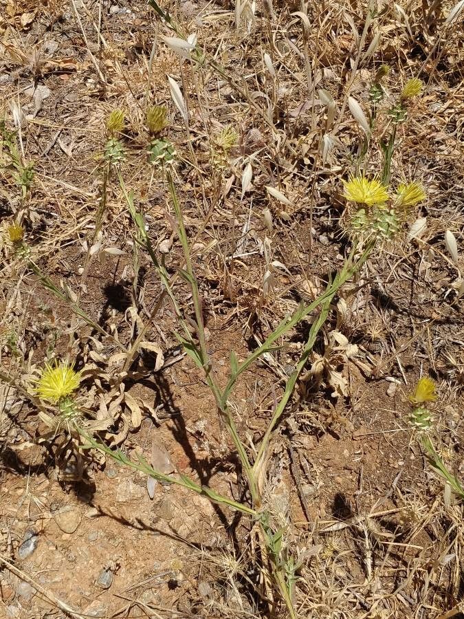 Centaurea sulphurea — search result for 'Centaurea'