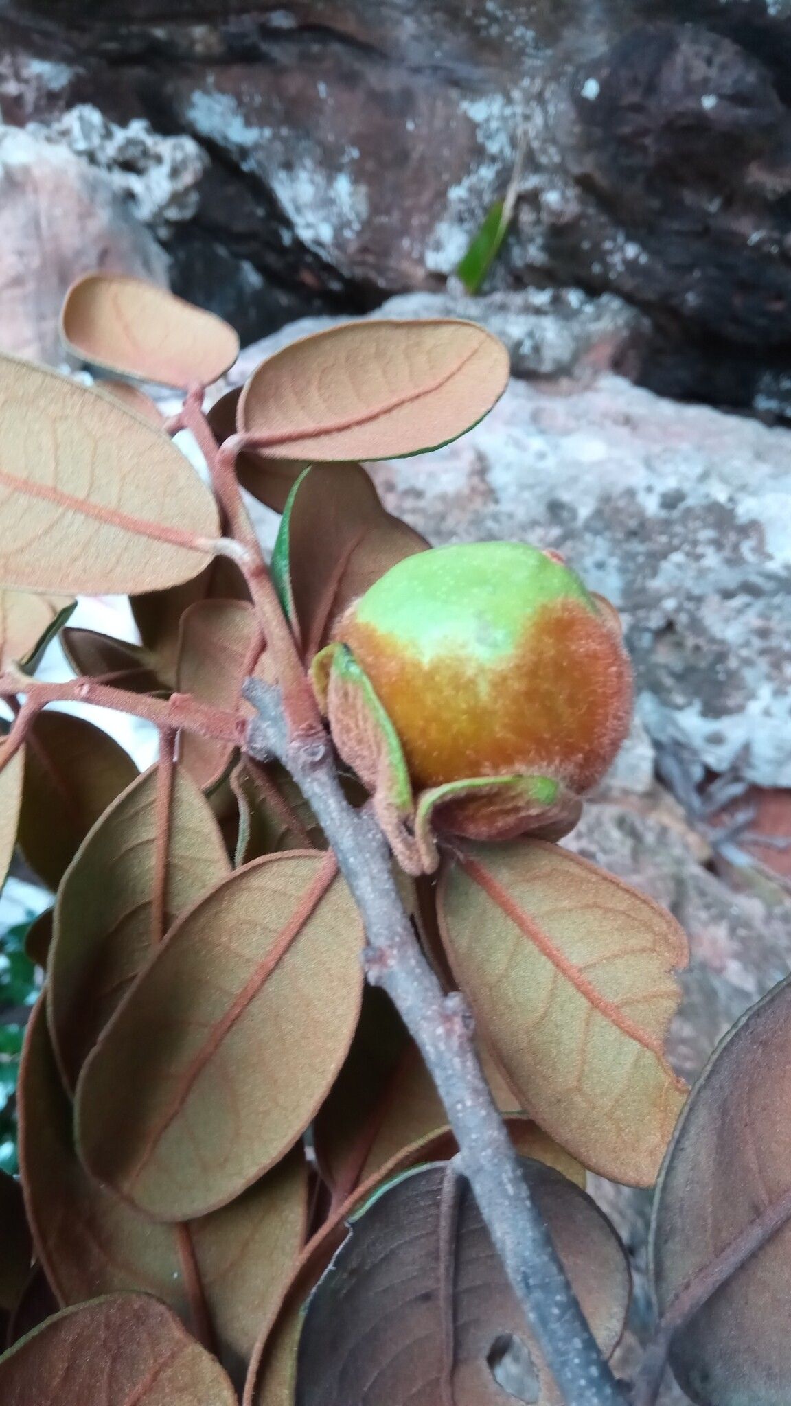 Diospyros vescoi fruit