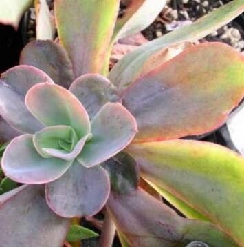 Echeveria fulgens — search result for 'Echeveria'