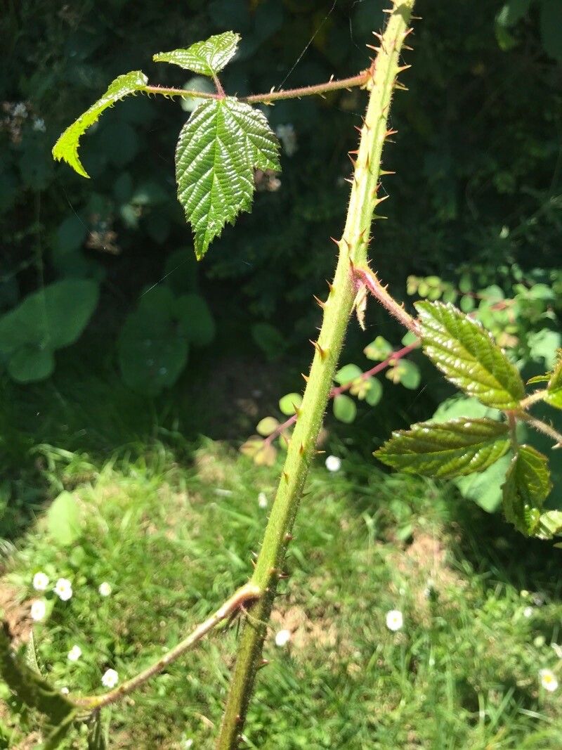 Rubus koehleri leaf