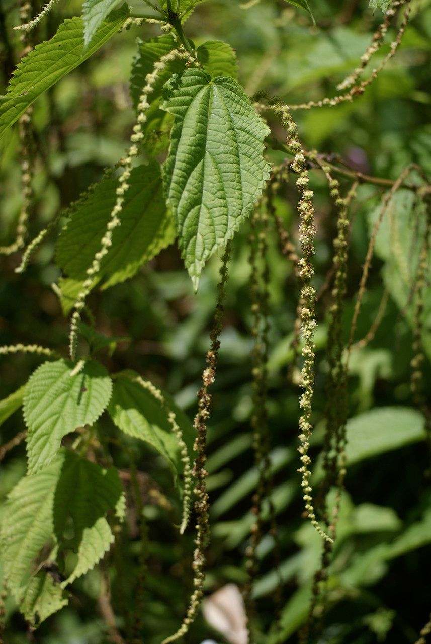 Boehmeria stipularis other