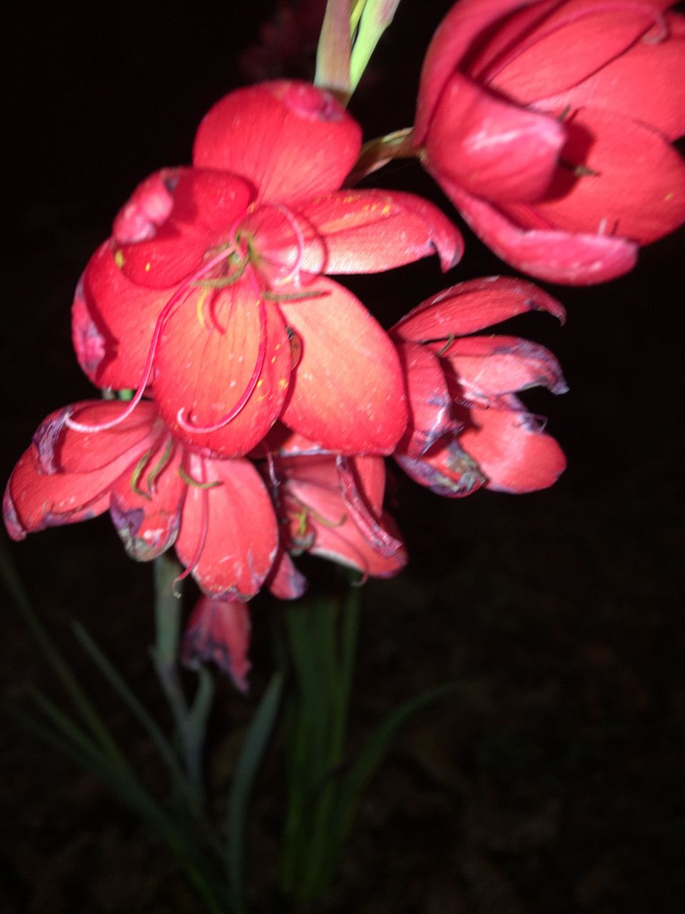 Hesperantha coccinea — search result for 'Iridaceae'