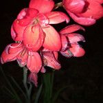 Hesperantha coccinea