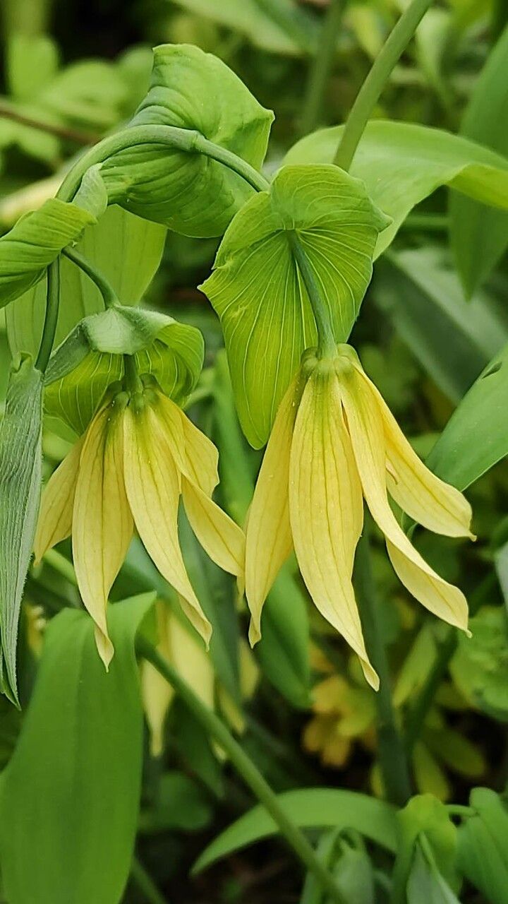 Uvularia grandiflora flower