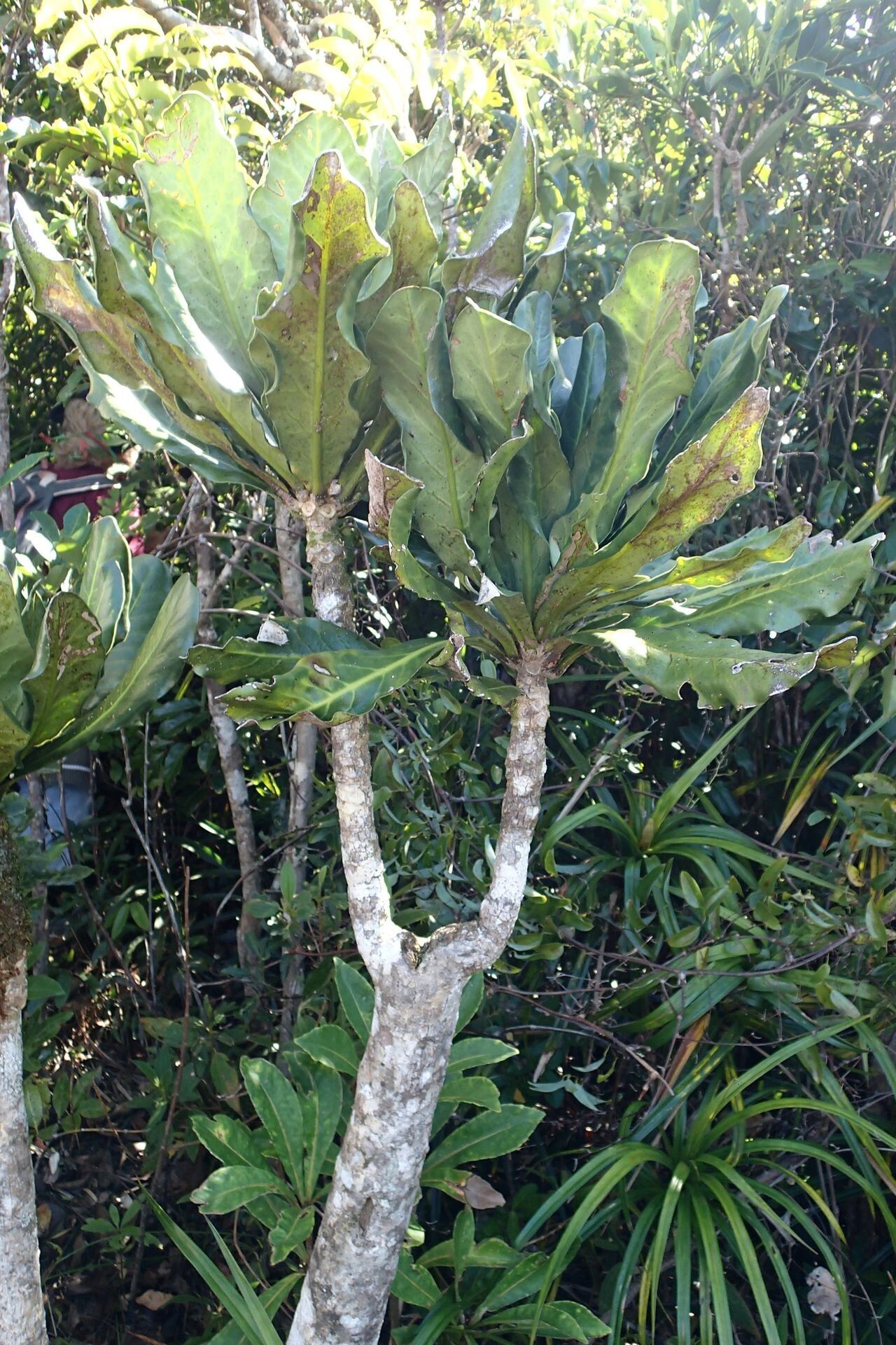 Oxera sessilifolia habit