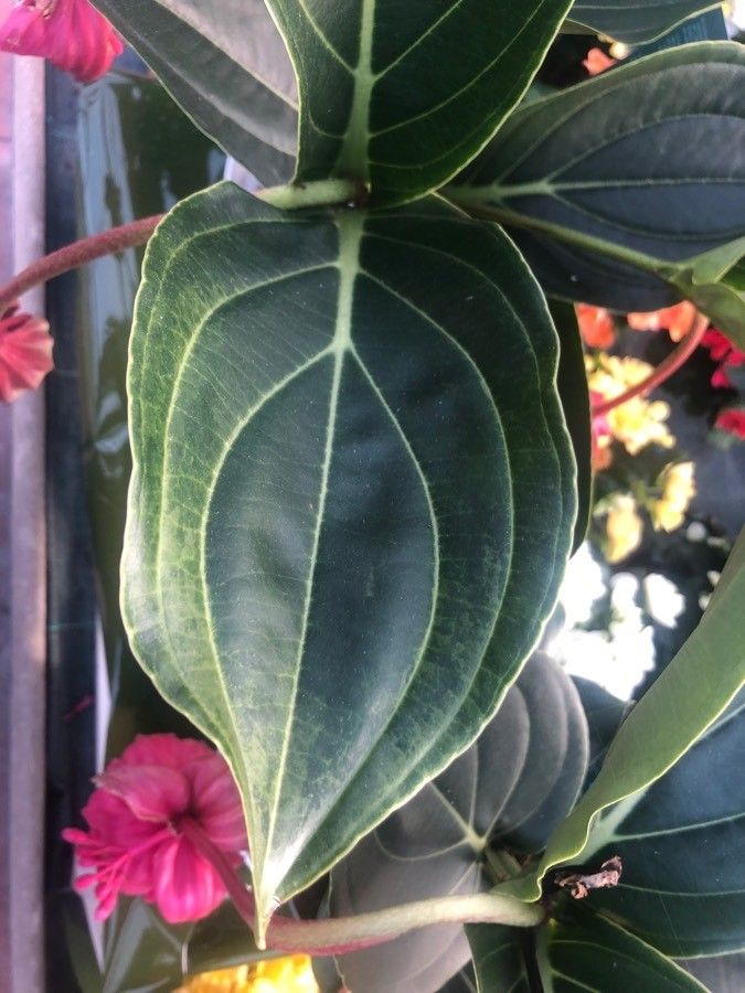 Medinilla magnifica leaf
