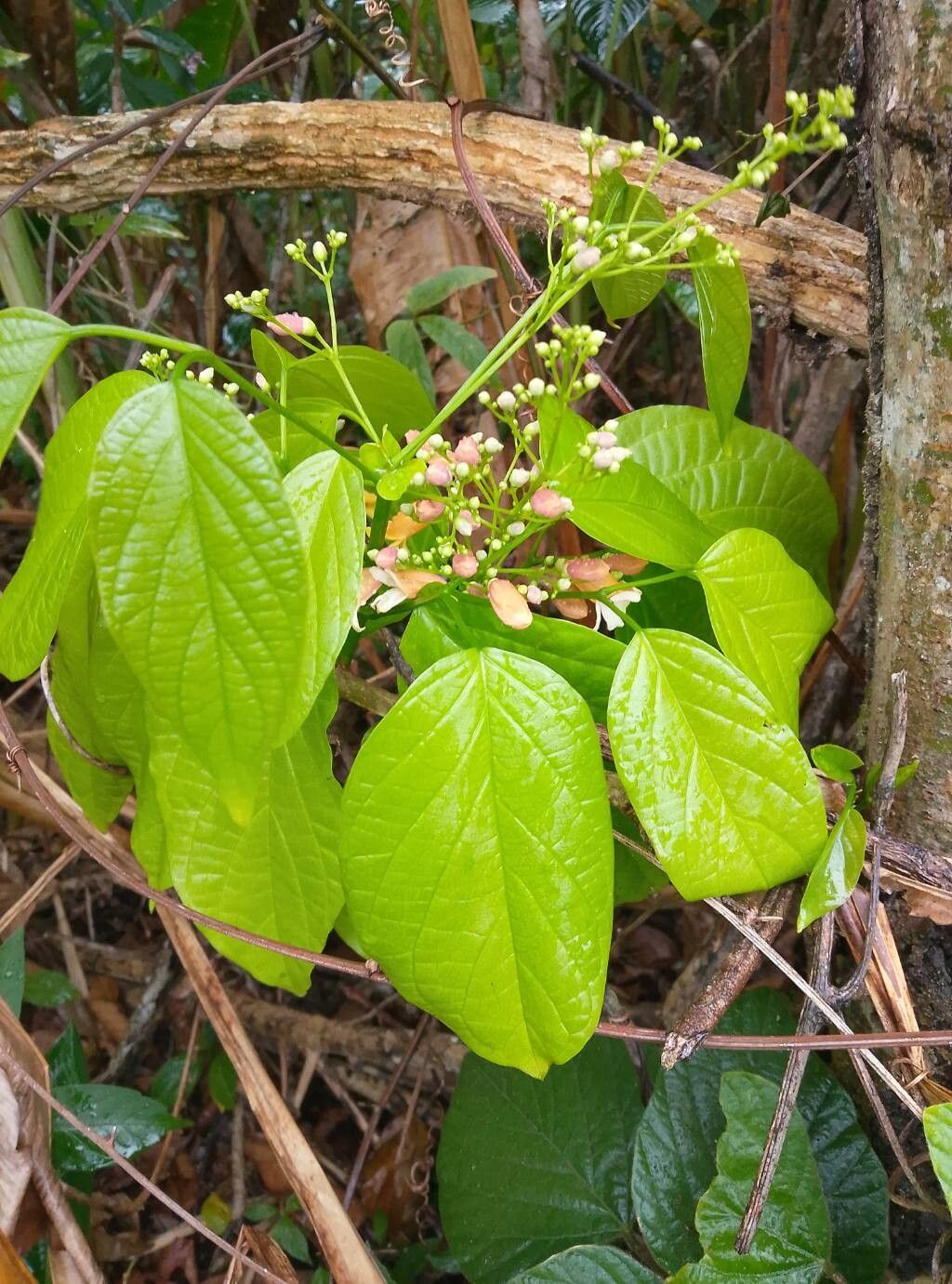 Bignonia hyacinthina — houseplant care guide