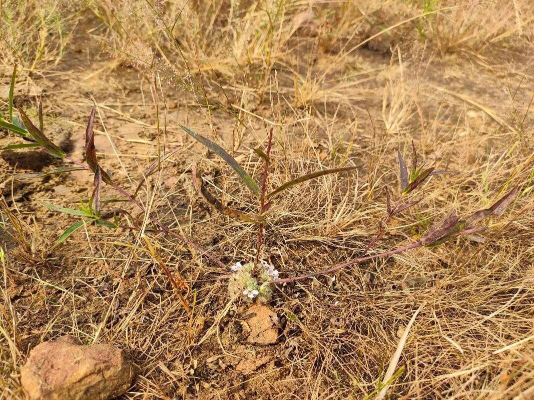 Lepidagathis cristata — houseplant care guide