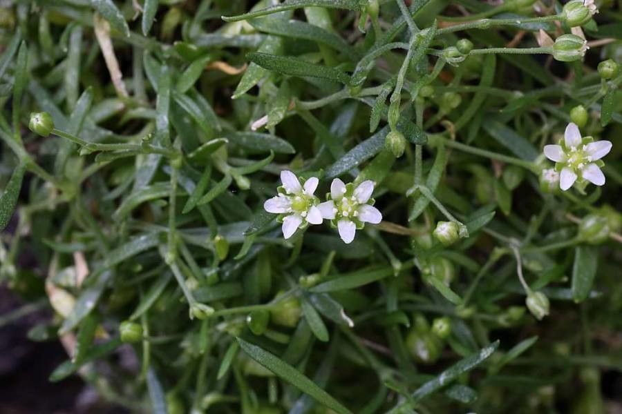 Moehringia grisebachii flower