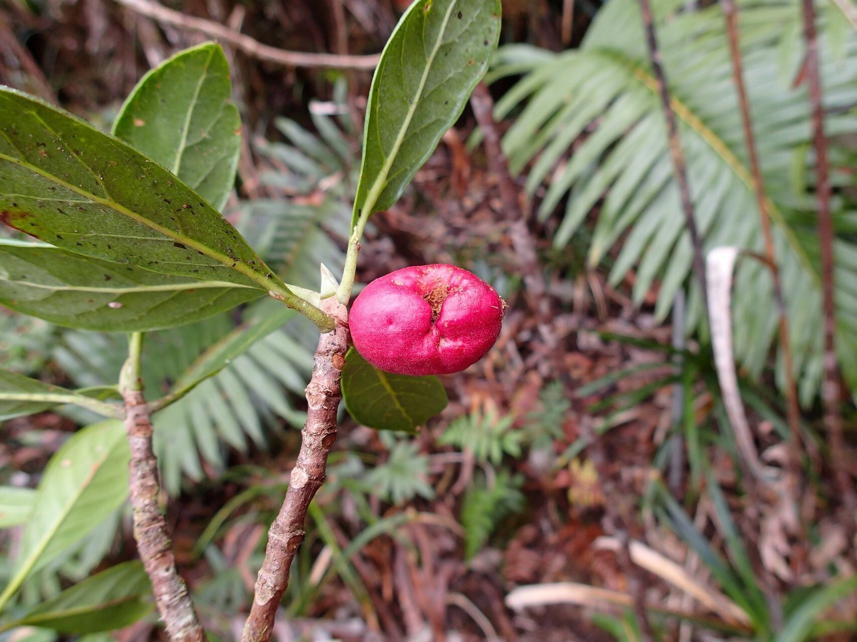 Guettarda heterosepala fruit