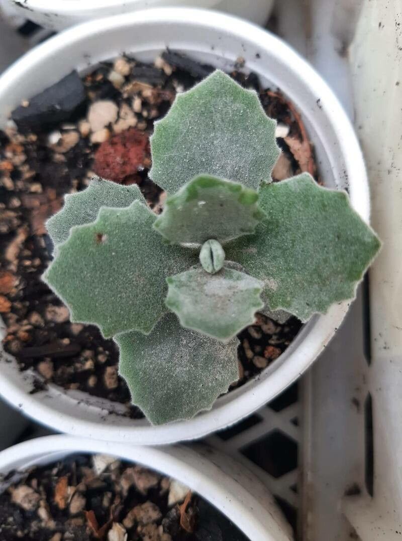 Kalanchoe millotii flower