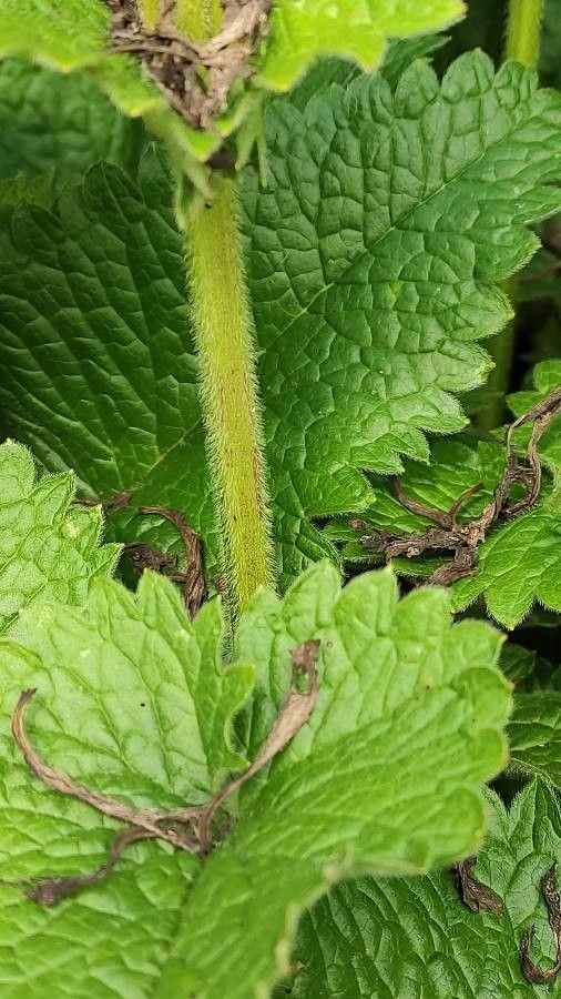 Betonica macrantha bark