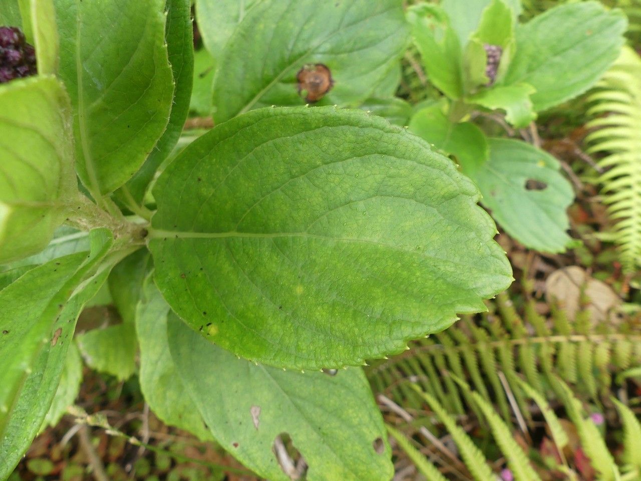 Psiadia boivinii leaf