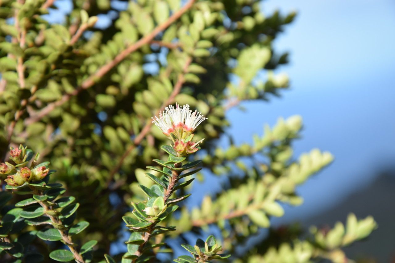 Metrosideros rotundifolia — search result for 'Metrosideros'