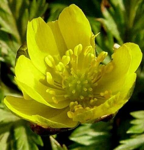 Adonis turkestanica flower