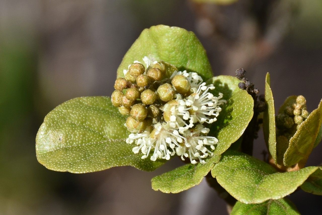 Croton grangerioides flower