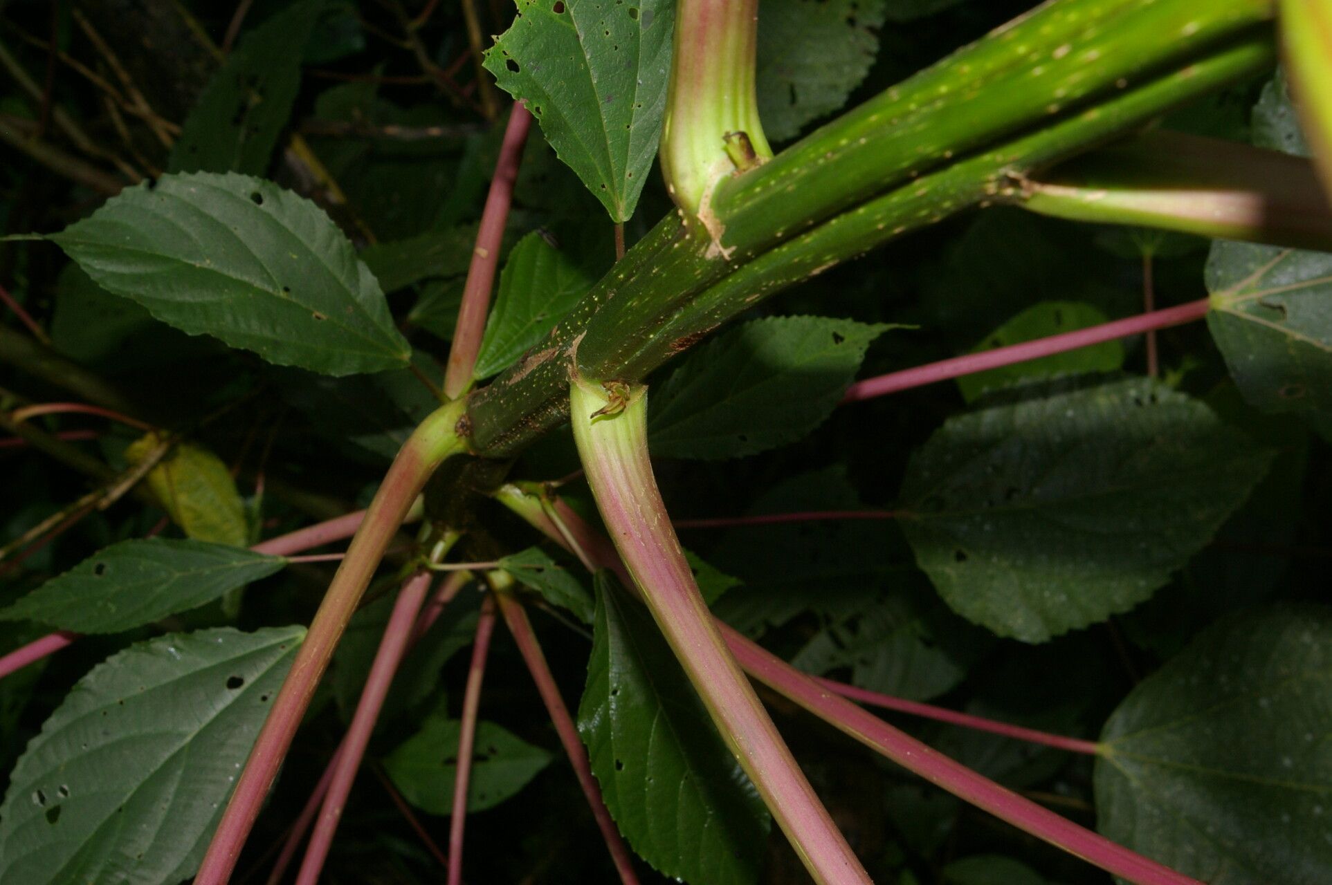 Urera fenestrata habit
