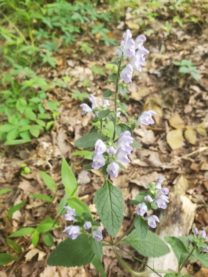 Scutellaria alabamensis flower