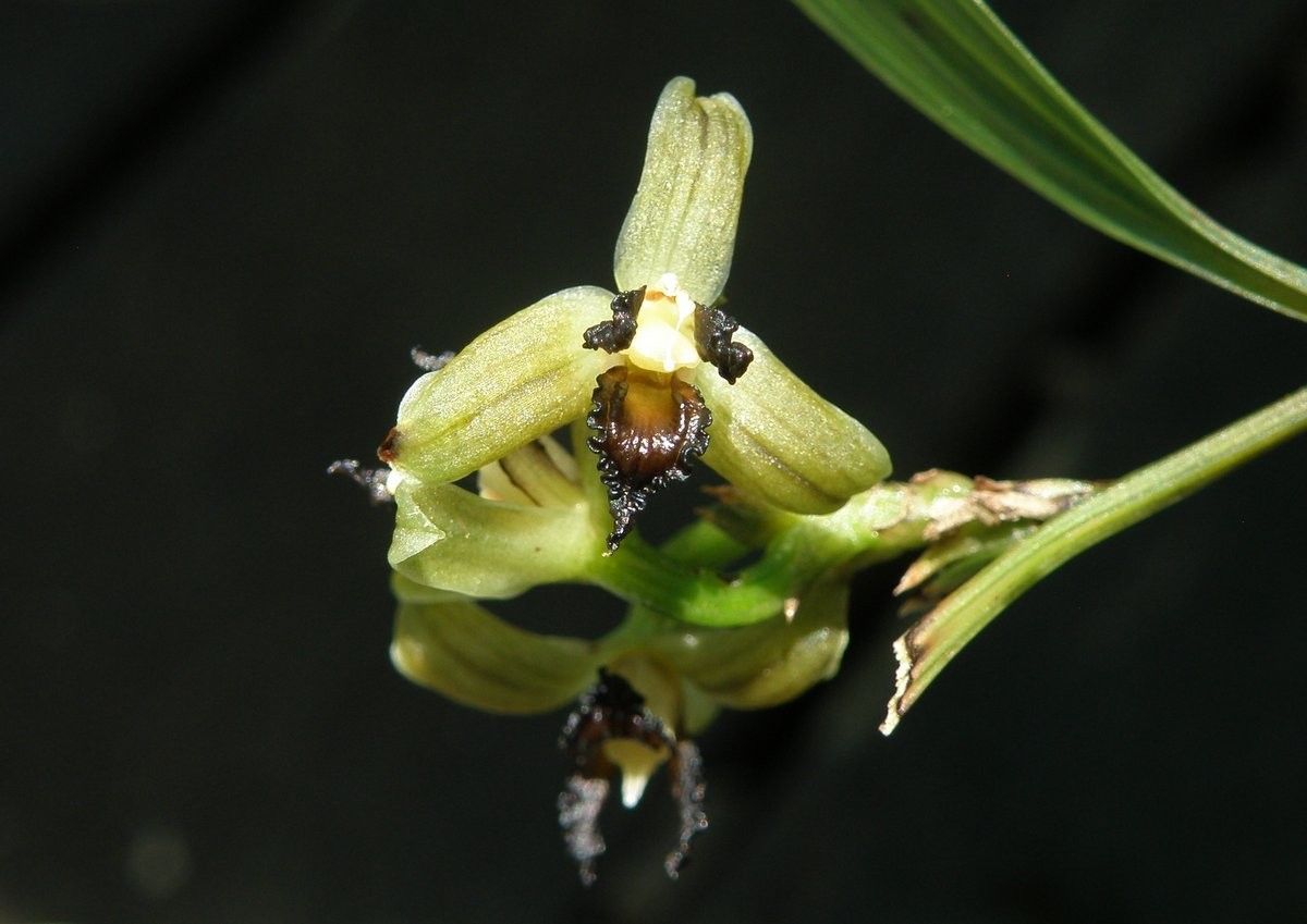 Tropidia viridifusca fruit
