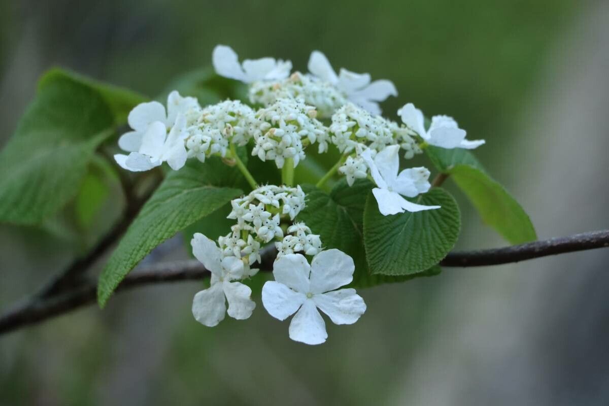 Viburnum furcatum — search result for 'Viburnum'