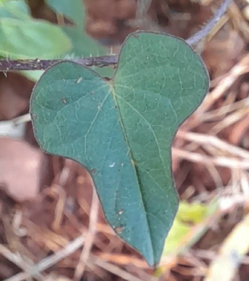Ipomoea triloba — search result for 'Ipomoea'