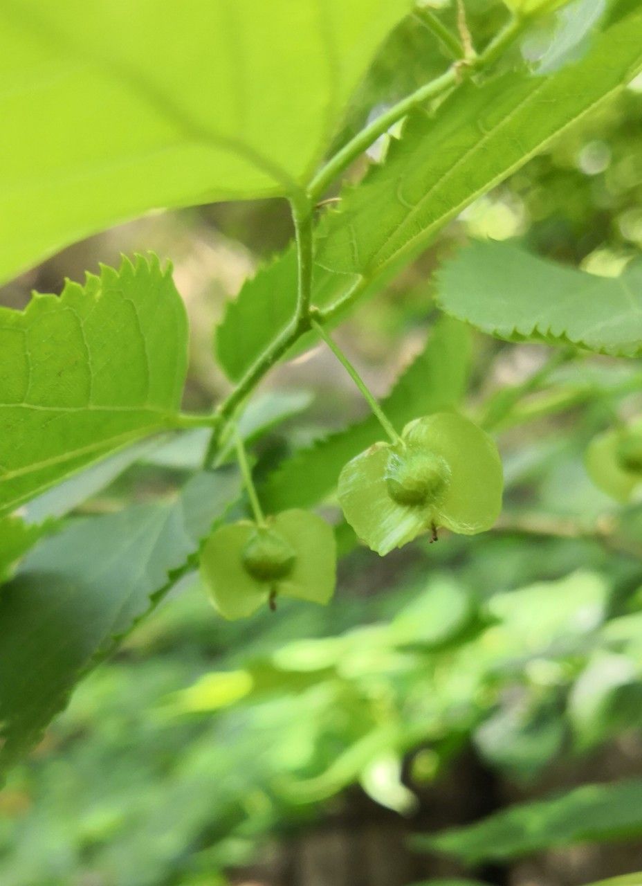 Pteroceltis tatarinowii fruit