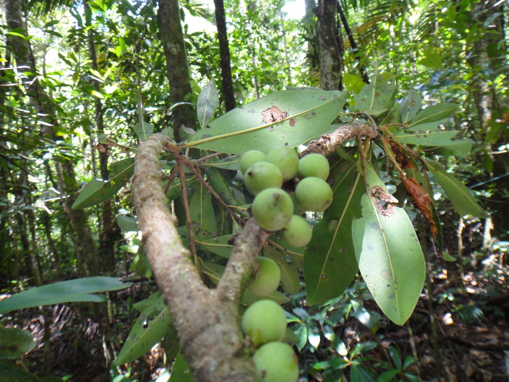 Myrsine citrifolia fruit