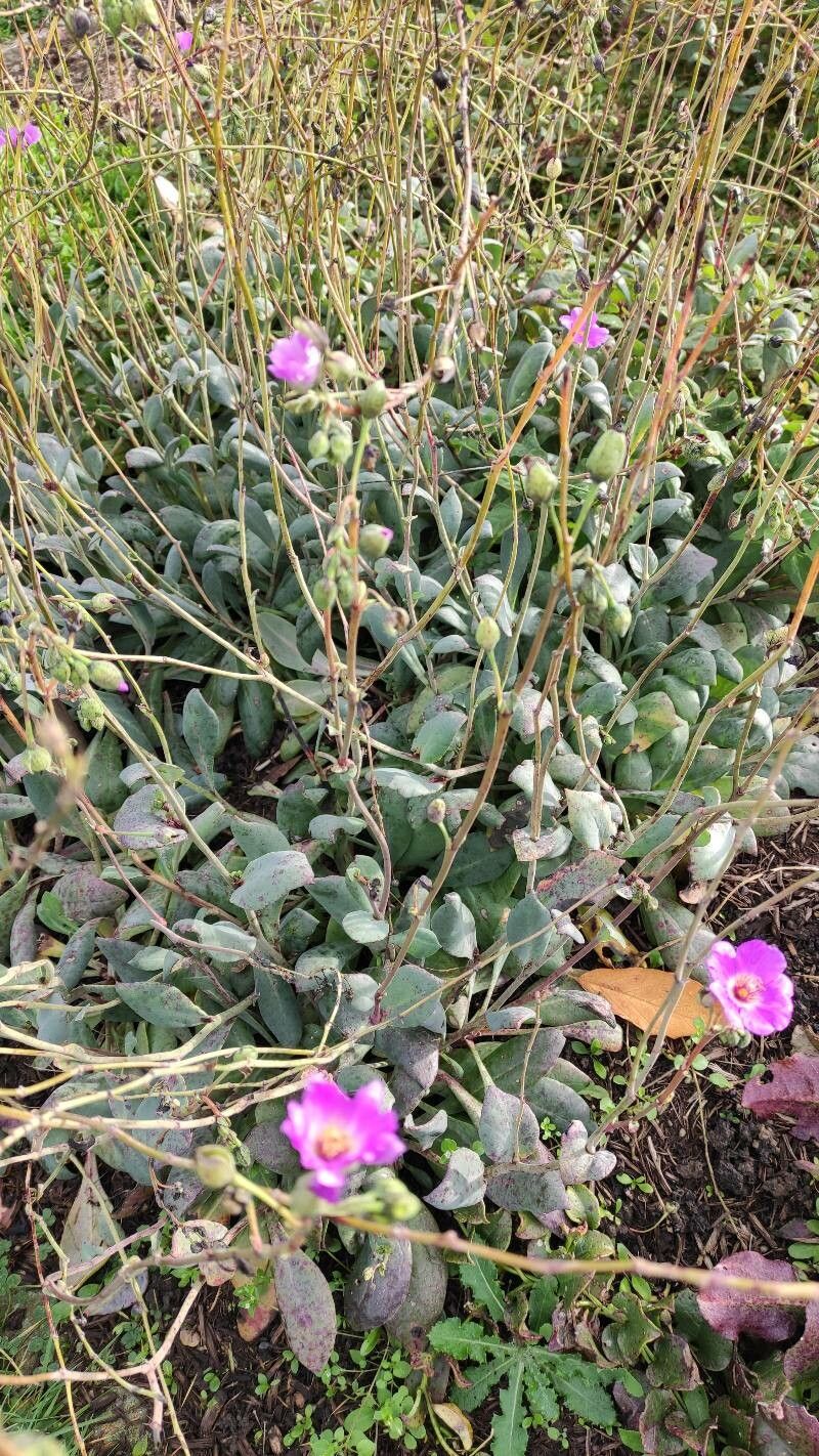 Cistanthe grandiflora habit