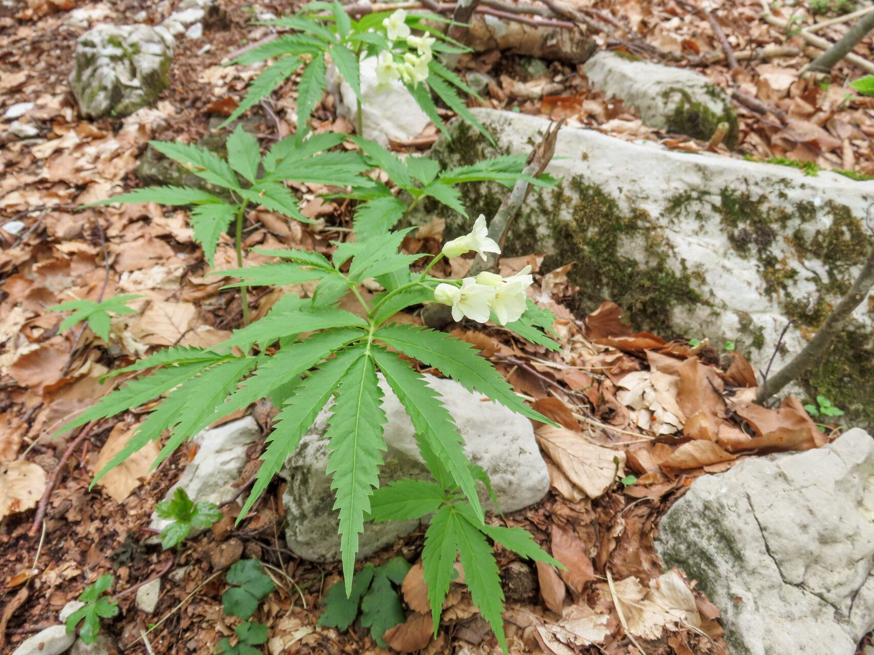 Cardamine kitaibelii habit