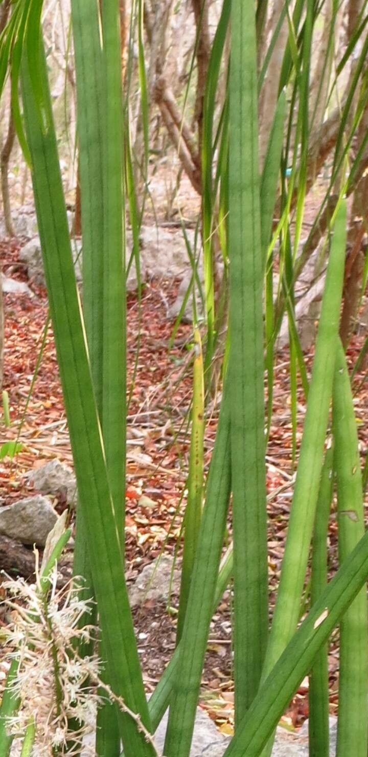 Sansevieria canaliculata