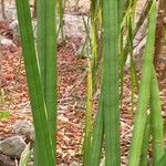 Sansevieria canaliculata