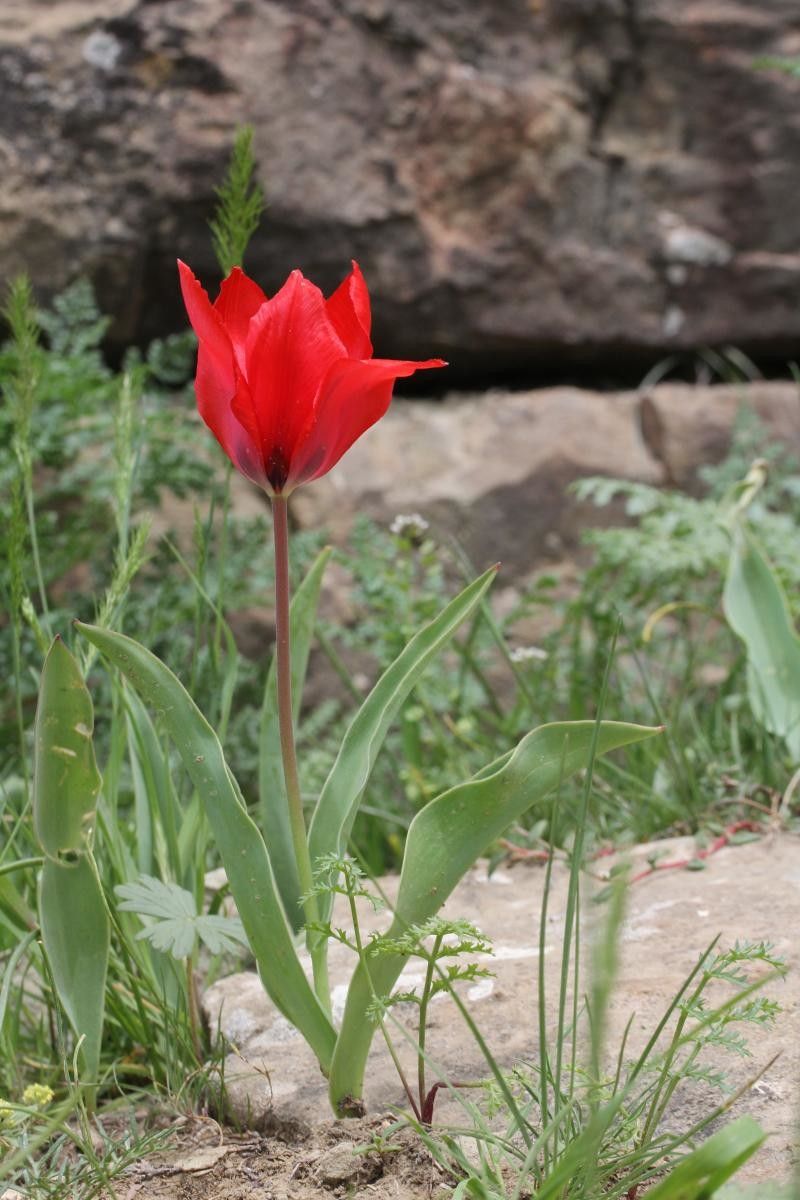 Tulipa carinata — search result for 'Tulipa'