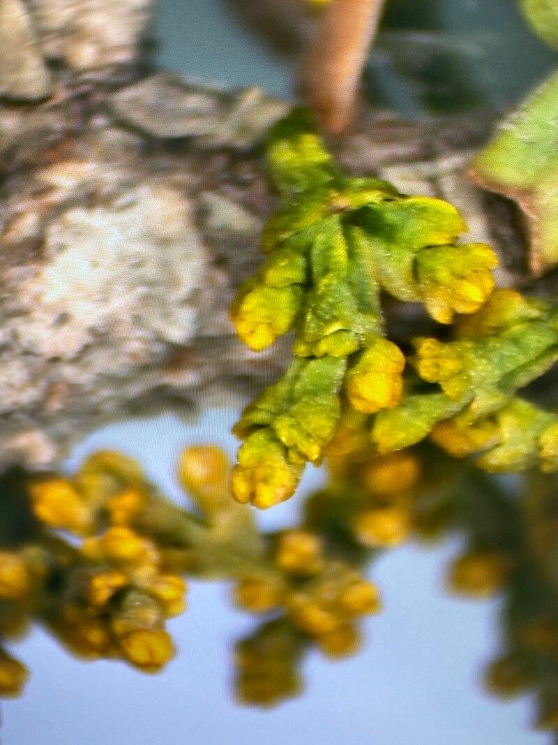 Arceuthobium azoricum — search result for 'Azores'