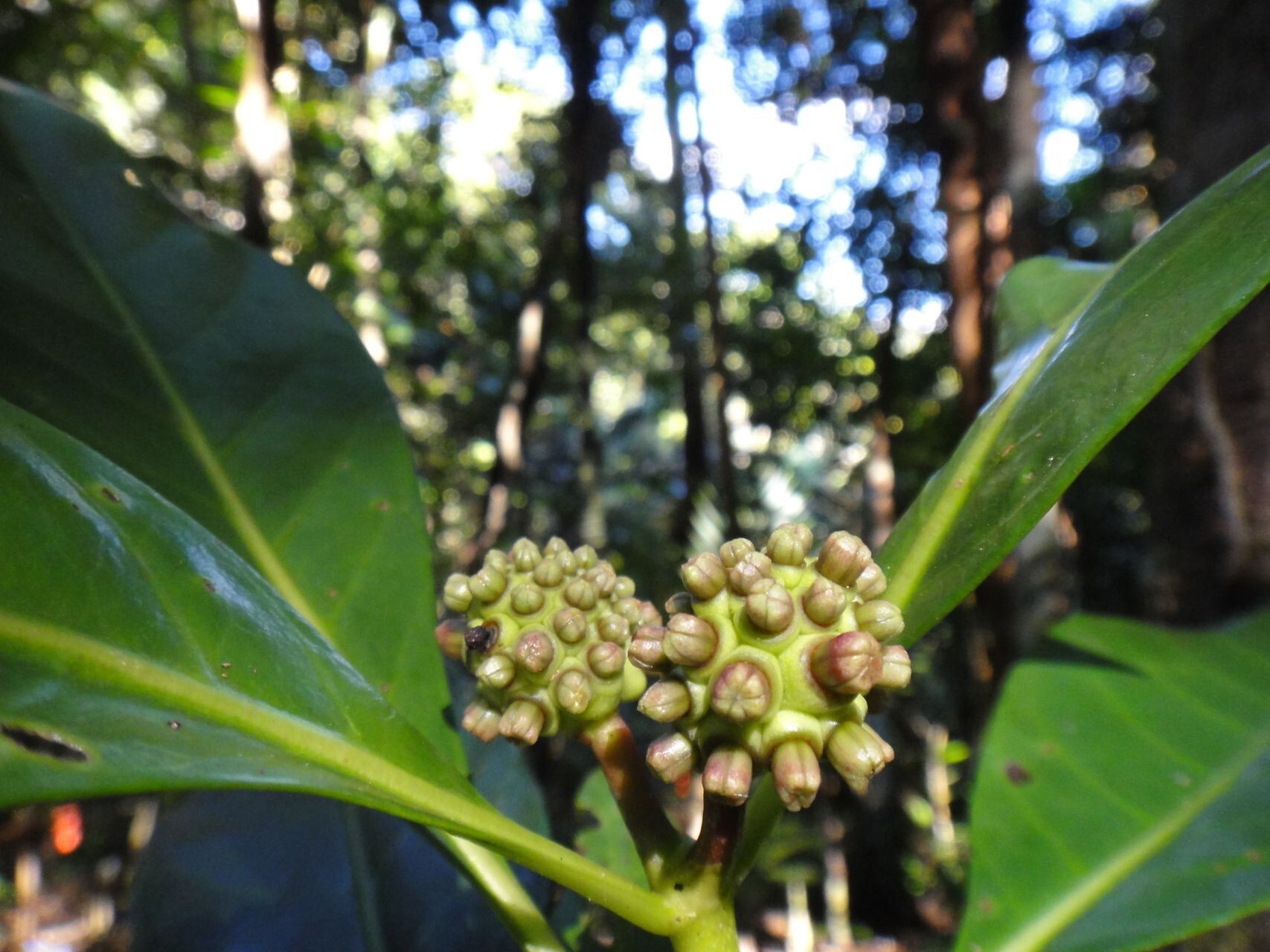 Gynochthodes billardierei flower