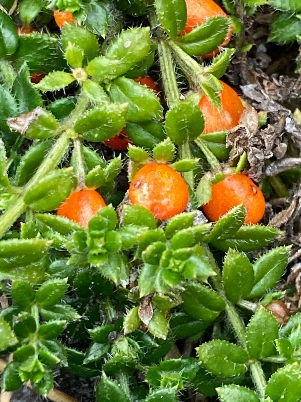 Galium hypocarpium fruit