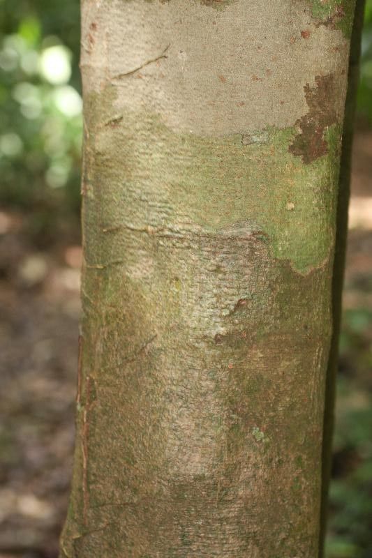 Inga loubryana bark