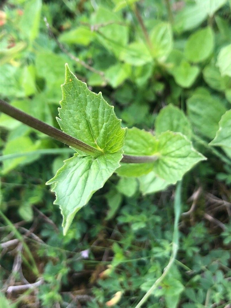 Valeriana montana leaf