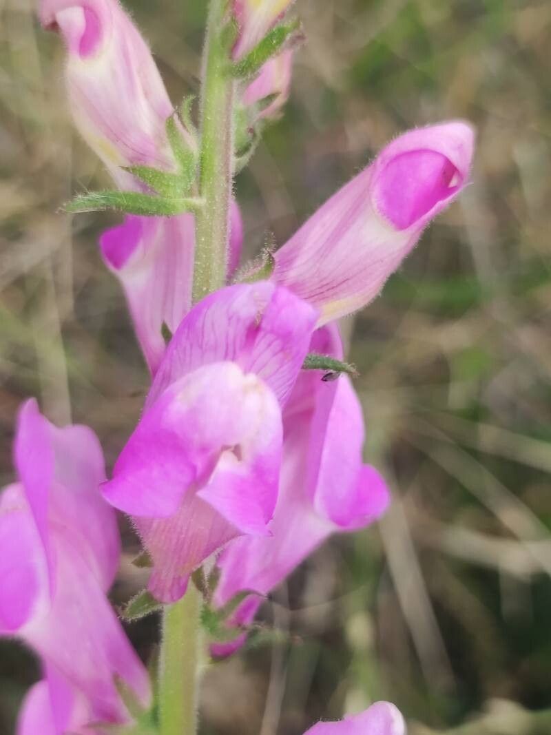 Antirrhinum controversum flower